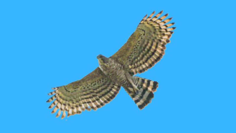 Sudhir Gaikwad Inamdar write Unexpectedly found leggings hawk eagle
