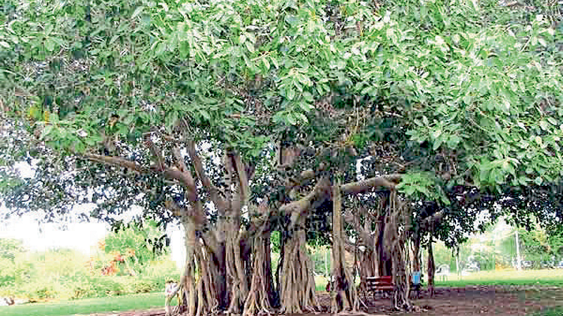 वटवृक्षास