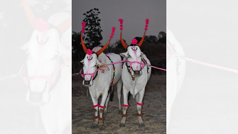 murambi bulls pair
