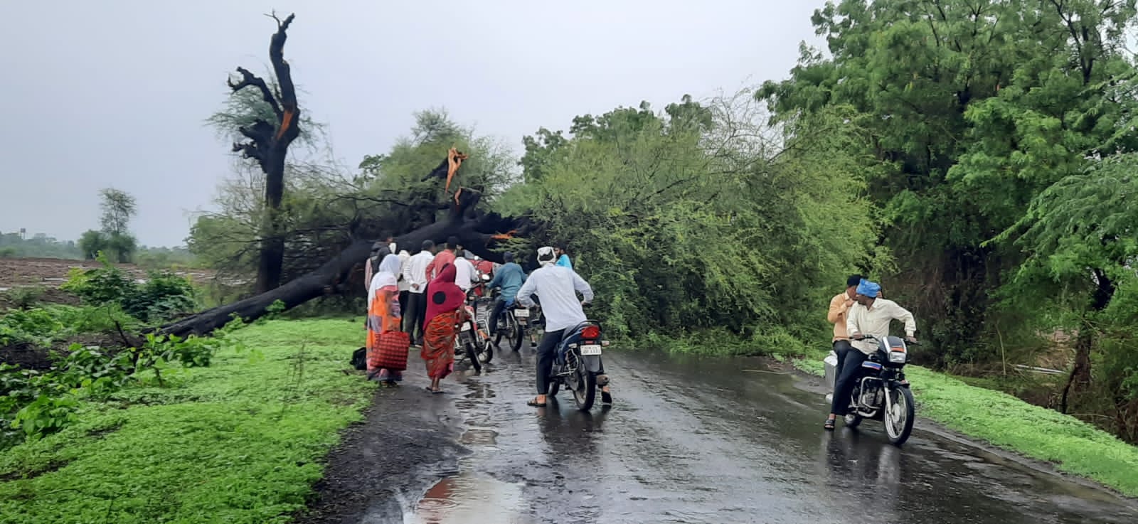 collapse tree on Brahmanpade road