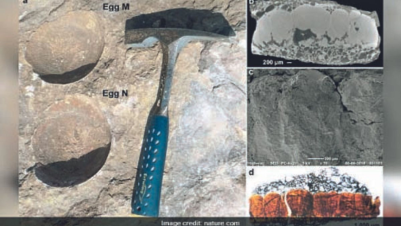 dinosaur egg