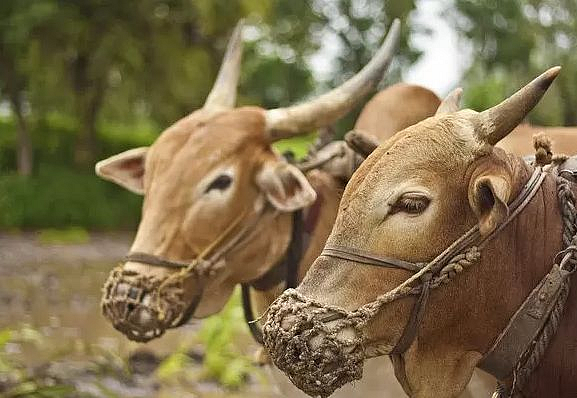 Ox pair