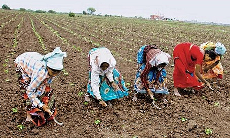 cotton sowing