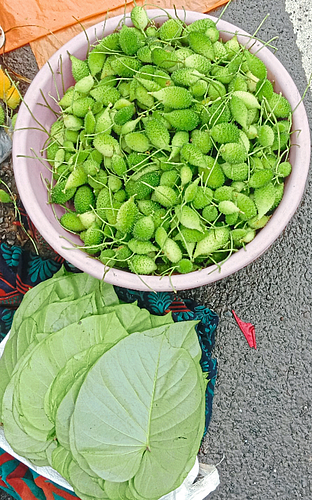 ओढ रानभाज्यांची