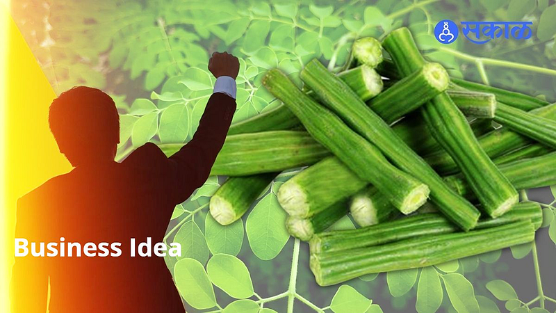 Business Idea, Drumstick farming