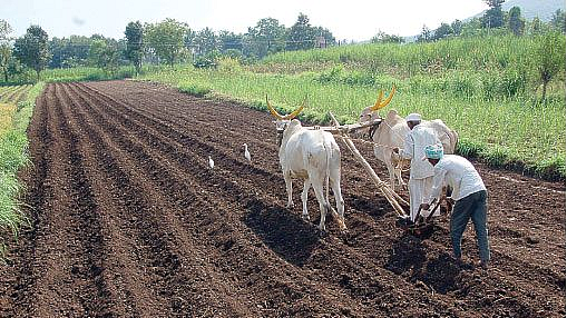 Aurangabad Marathwada one lakh hectare kharif Sowing