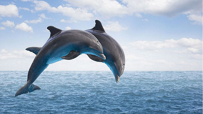 ganga river pollution life cycle of Dolphin and Hilsa to check health of the river NMCG