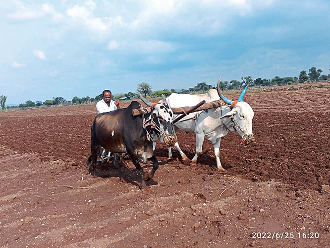 sowing