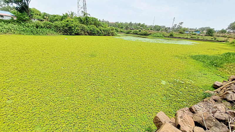 नेसरीचा गावतलाव जलपर्णीच्या विळख्यात