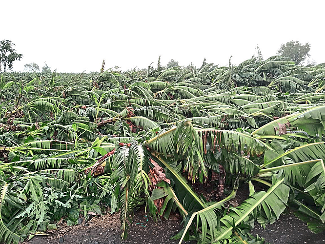 Rain damage banana farm