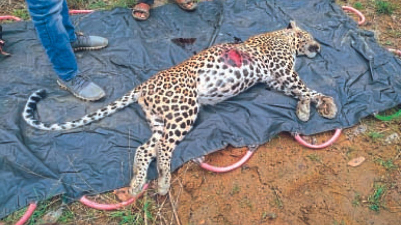 leopard killed in tiger attack