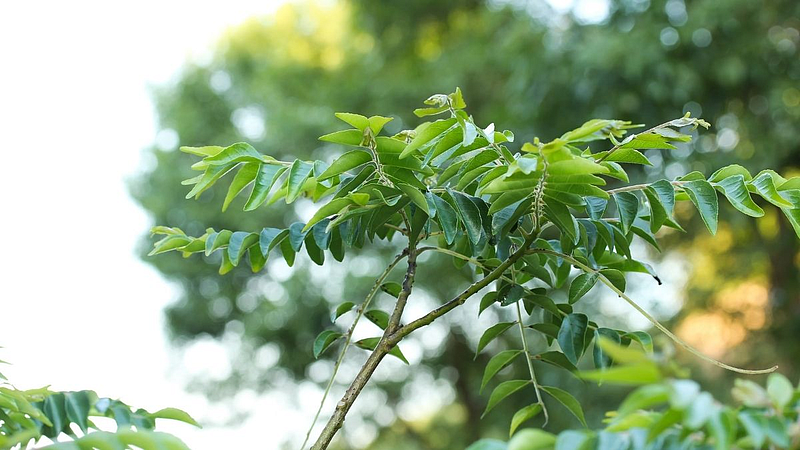 Health benefits of curry leaves