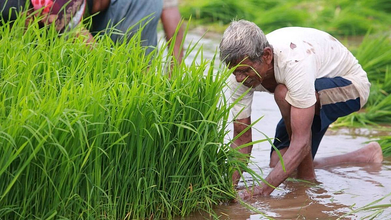 Maharashtra Crops