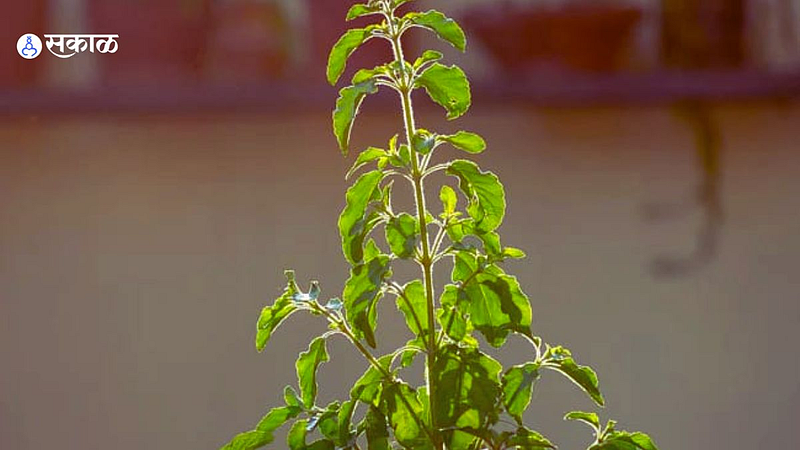 Vastu Tips For Tulsi