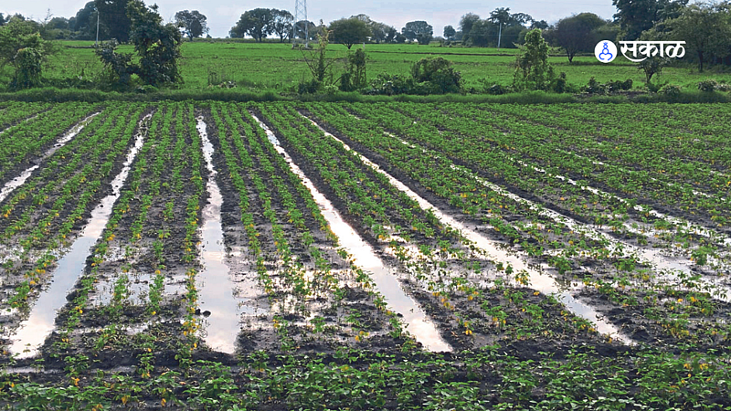 political favoritism farmer facing problem rain damage crops khaiff crop washim