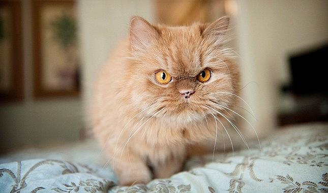 cat