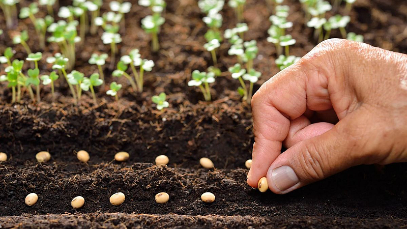 Kharif sowing five lakh hectares