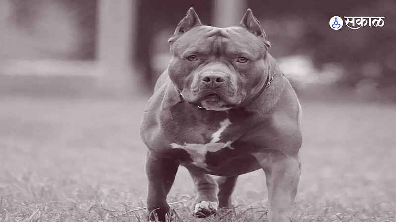 Pitbull