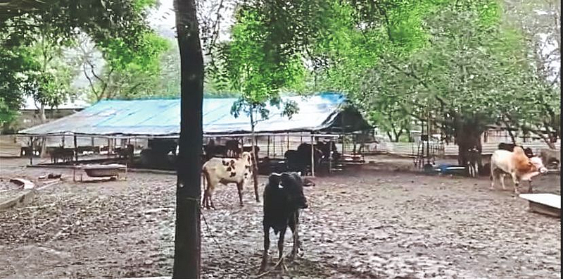 dairy farm latest marathi news