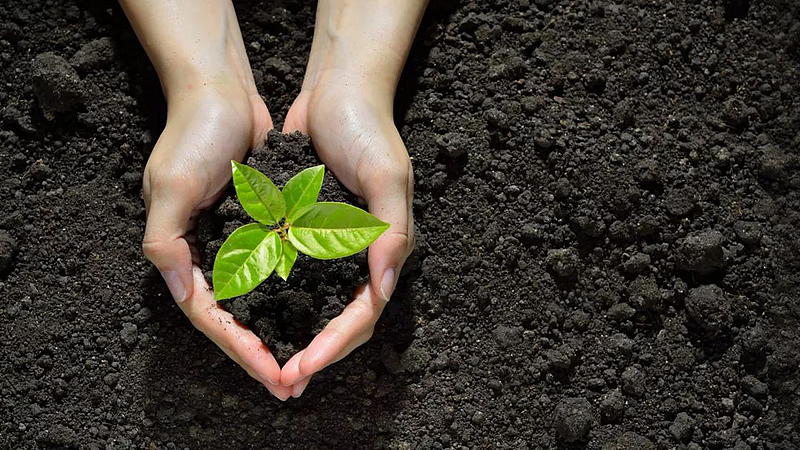 Akola 1lakh 73 thousand trees plantation