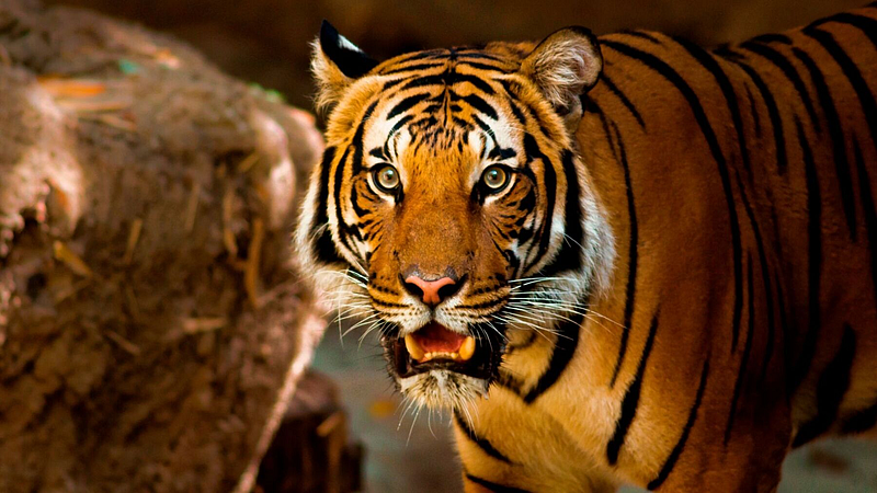 Tiger Monitoring Register experiment on 44 tigers tracking tigers Pench