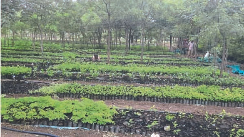 Production of 1.36 lakh plants in month solapur