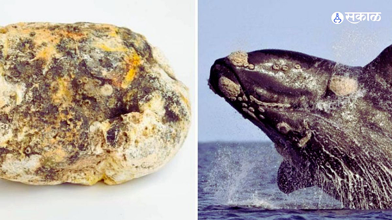 Whale Vomit)