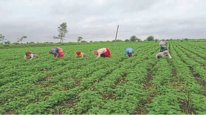 Cotton sowing Decreased in Barshitakali taluka Akola