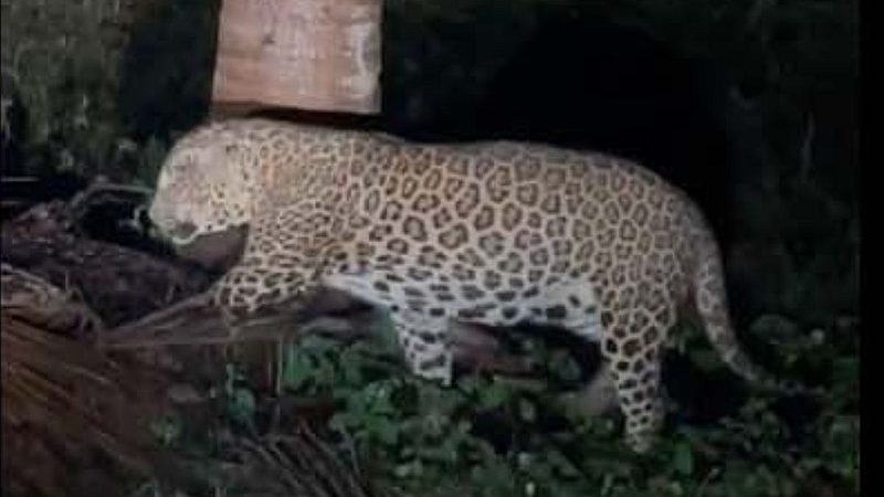 Leopards in Jadhavwadi area junnar pune