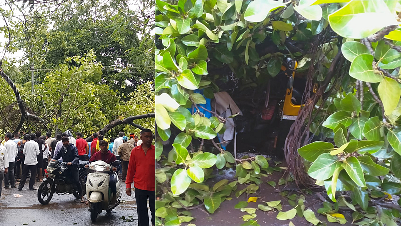 Banyan Tree Collapsed latest marathi news