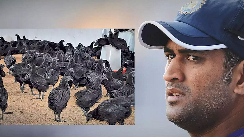 MS Dhoni set for organic poultry farming orders black Kadaknath chickens