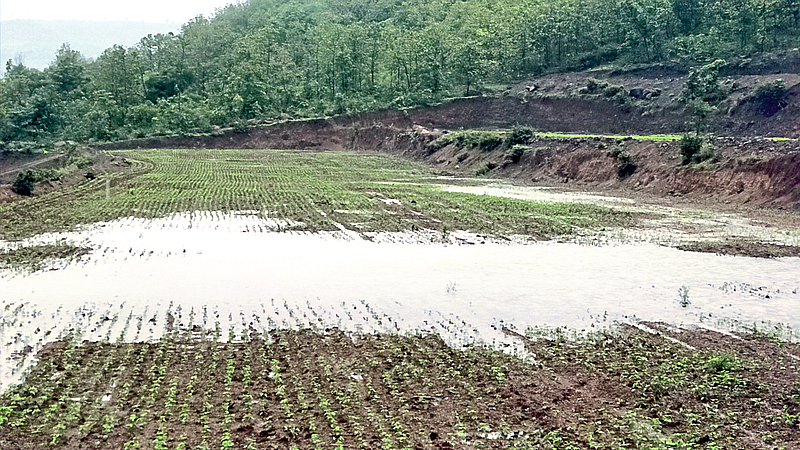 संततधार पावसाने पिकांची वाढ खुंटली