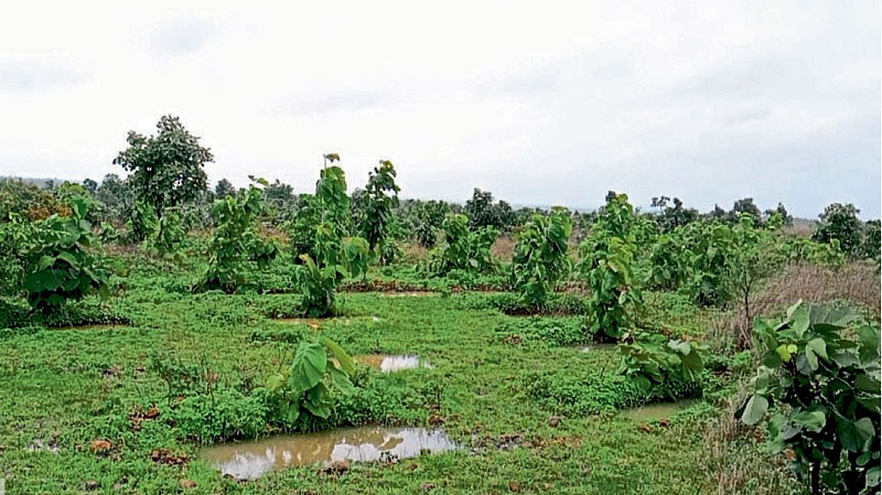 tree plantation