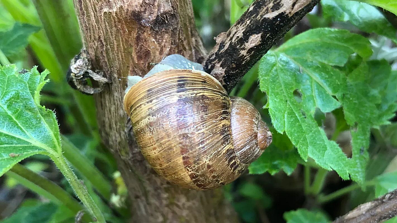 Snails Danger to crops