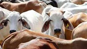Nagpur Animal Husbandry Department animals purchase outside the state