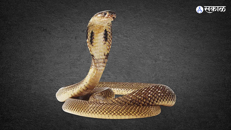 snake