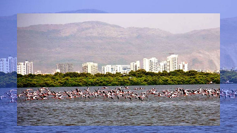 thane creek gets ramsar status