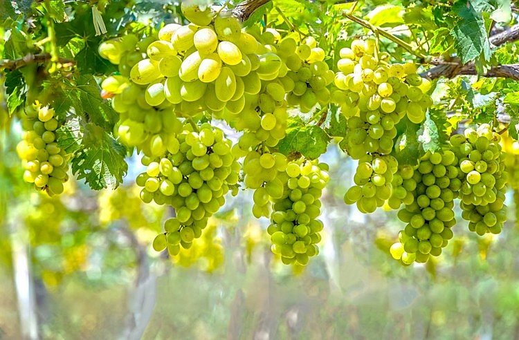 Grapes News