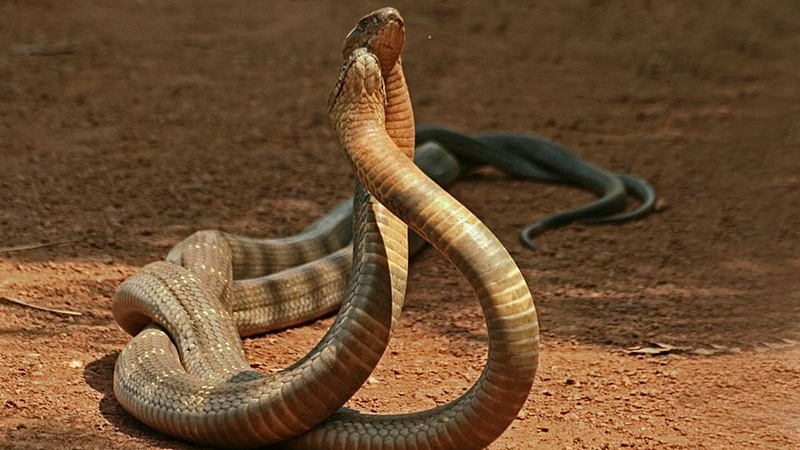 सर्पांच्या मिलनात आणू नका व्यत्यय