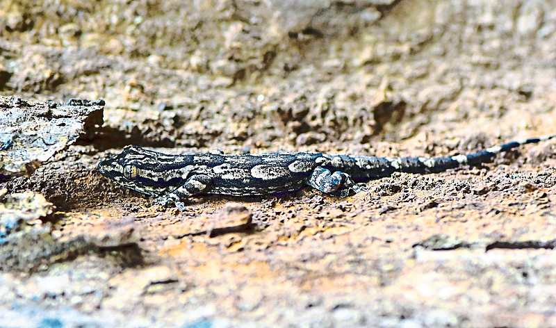 Leschenault's leaf-toed gecko lizard found in Harsul.
