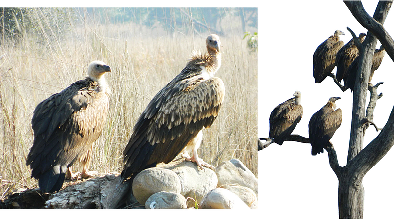 Vulture