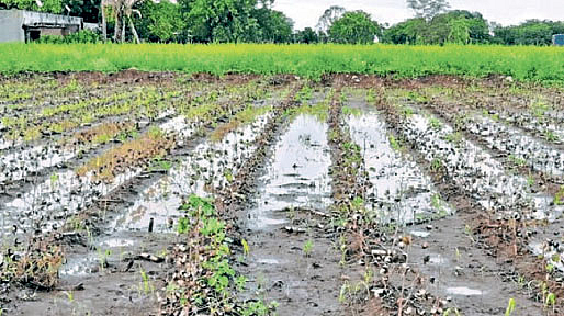 weather update farmer 18 lakh hectares area affected in state due heavy rains nashik