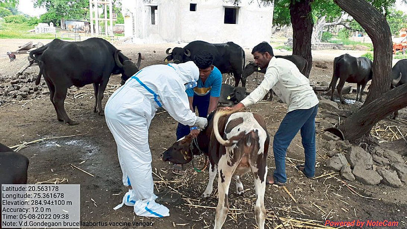 lumpy Vaccination