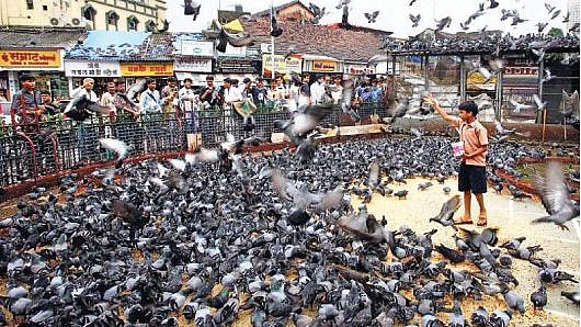 Kishor Rithe writes about Pigeon home mumbai dadar railway