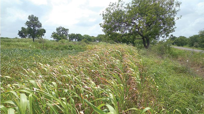 Farmer kharif crops loss