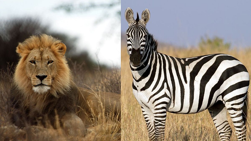 Veermata Jijabai Bhosale zoo Central govt rejected proposal for zebra lion animal mumbai