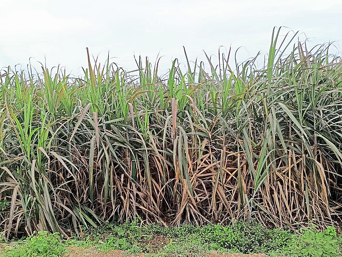 Outbreak of Tambera disease on sugarcane in the field in the area