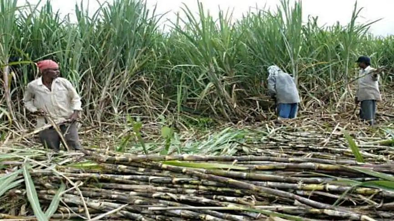 govt announces rs 305 quintal hike in sugarcane frp for fy23
