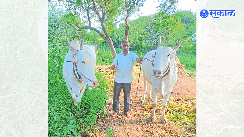 Young farmer Munna Pawar with a pair of bullocks worth two and quarter lakhs