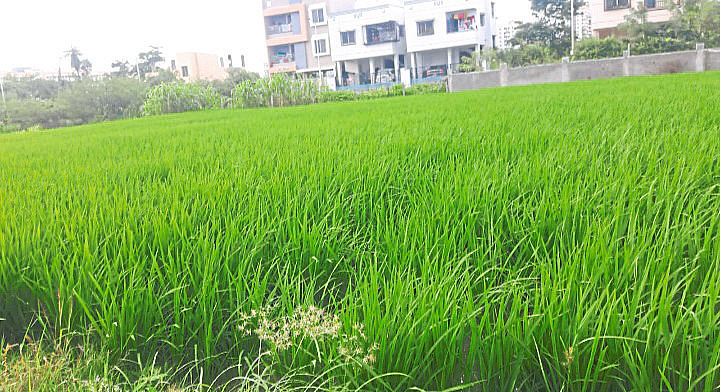 रावेतला इंद्रायणी वाणाचे
भाताचे पीक जोमात